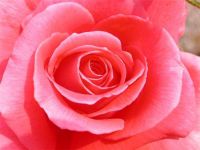 une aussi belle rose